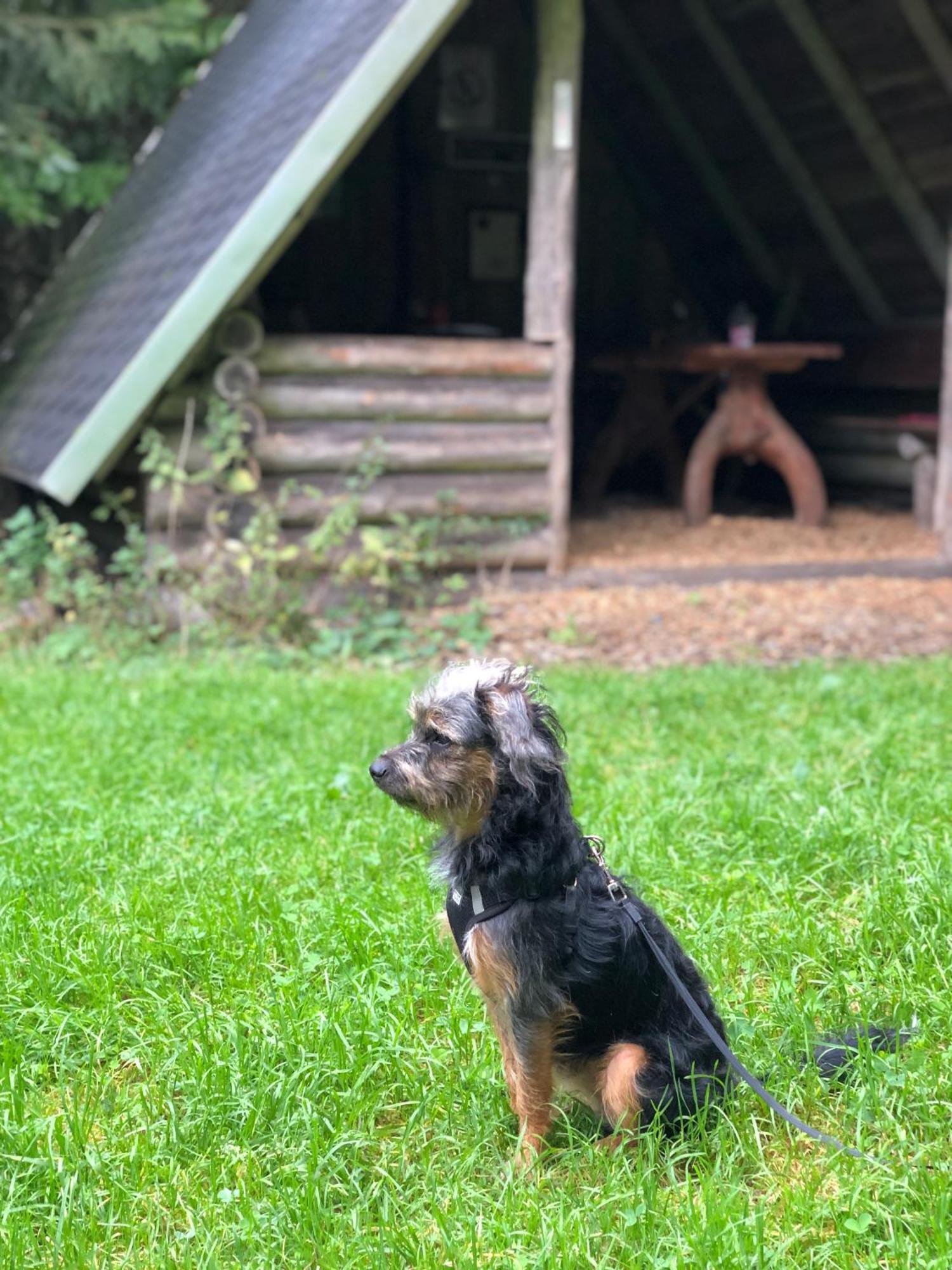 Willa Hundeurlaub Im Tiny House Im Wald Tanna Zewnętrze zdjęcie