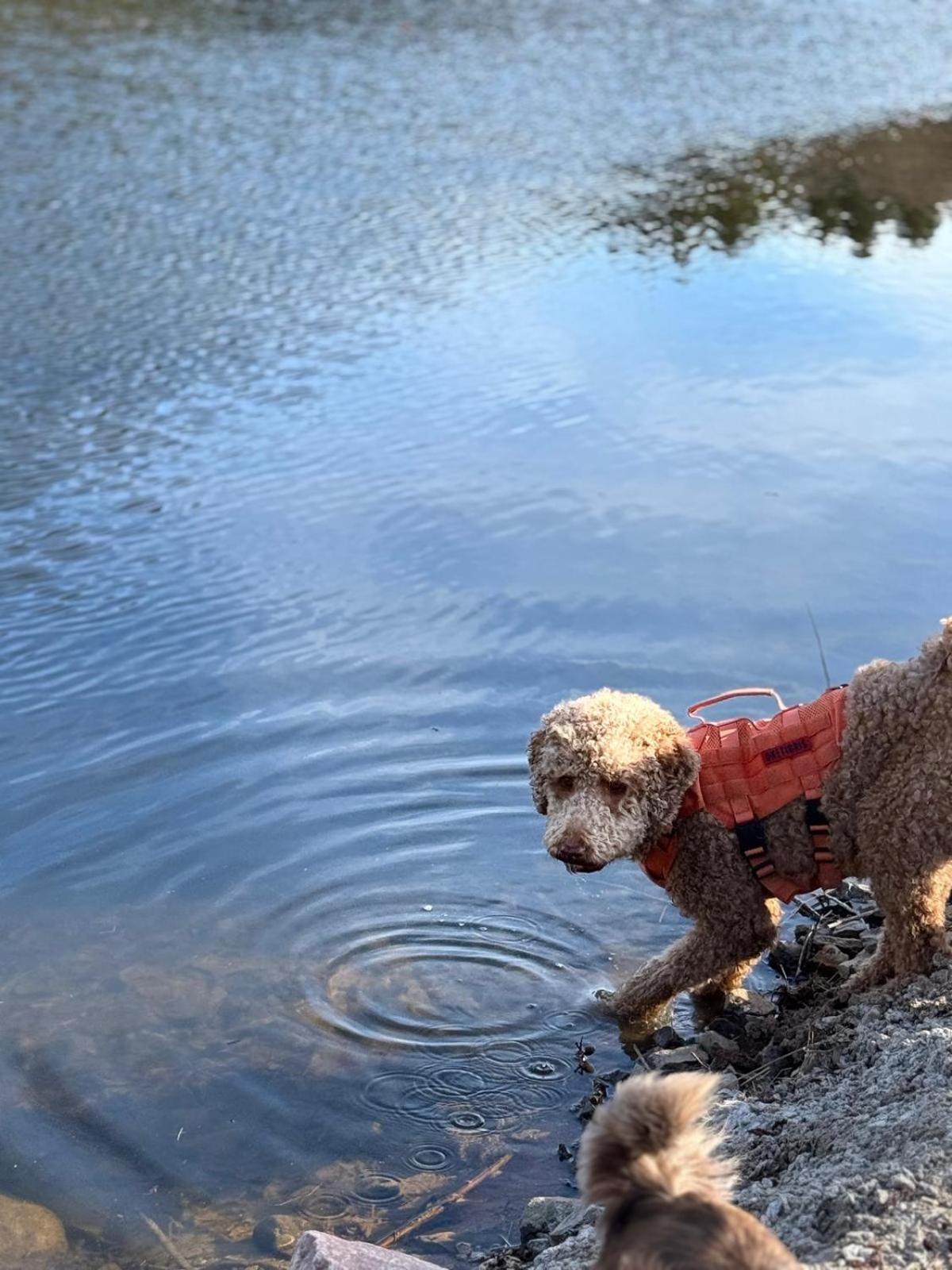 Willa Hundeurlaub Im Tiny House Im Wald Tanna Zewnętrze zdjęcie
