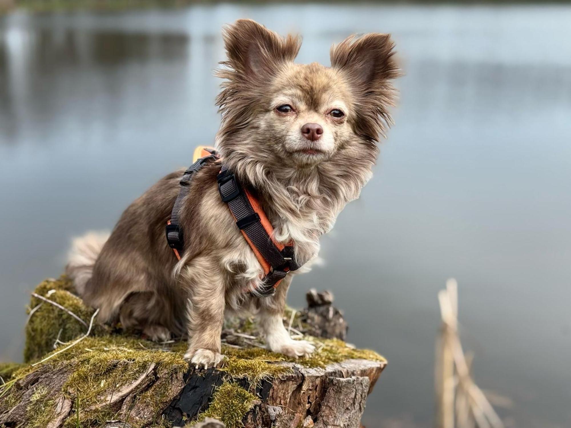 Willa Hundeurlaub Im Tiny House Im Wald Tanna Zewnętrze zdjęcie